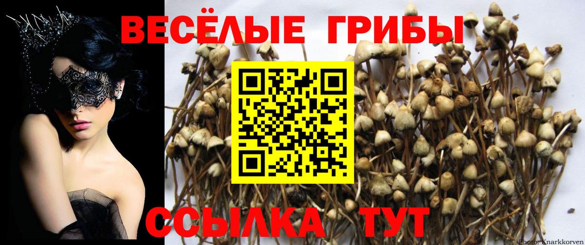 Псилоцибиновые грибы Psilocybine cubensis  Вход с VPN  Татарск 